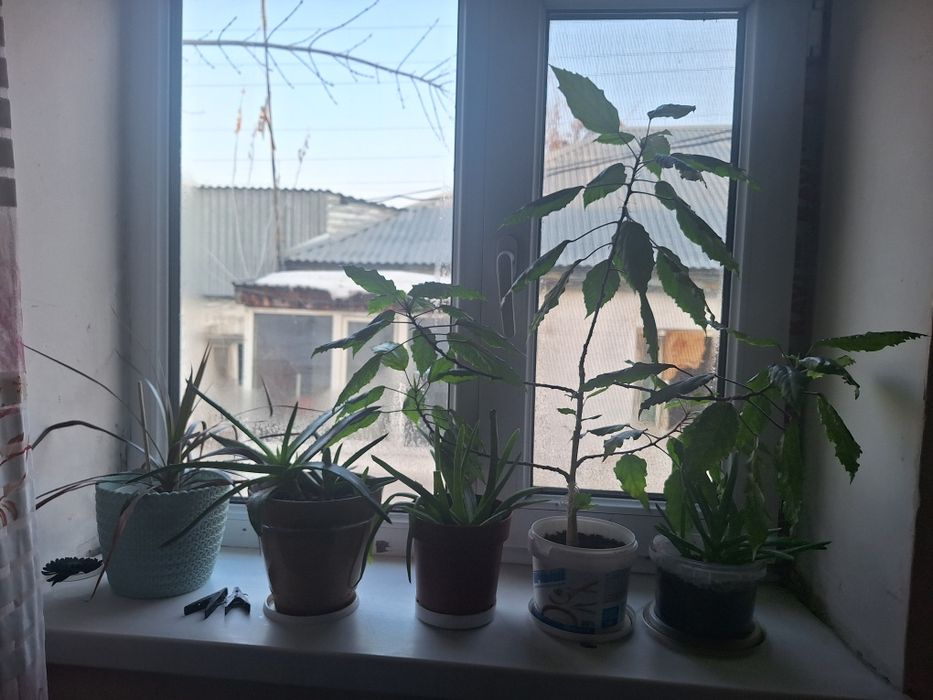 Взрослые и укорен дом цветы