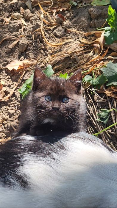 Котенок в добрые руки
