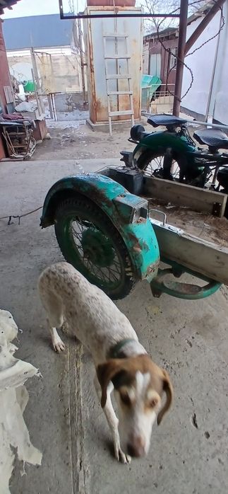 Мотоцикл Урал едет