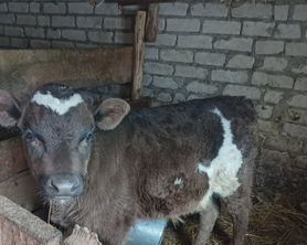 Продам теленка бычек
