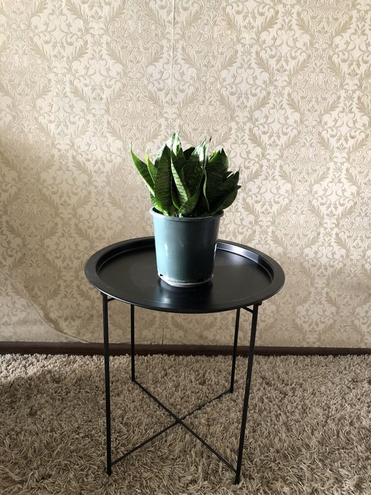 Цветы для дома и офиса