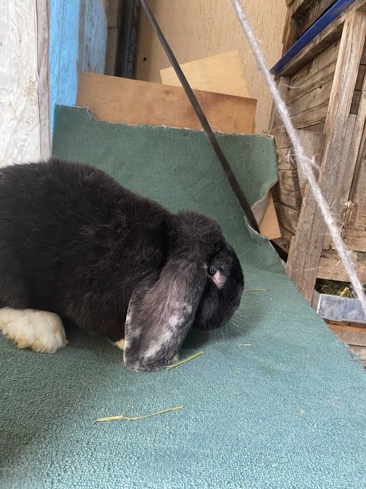 Продам кролов ФБ