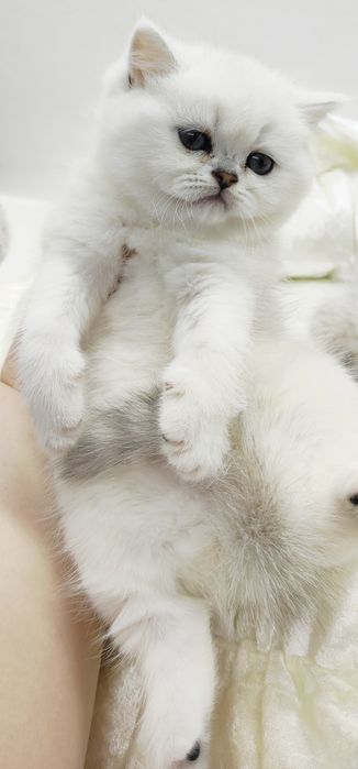 КошеЧка и котик БриТанСкие