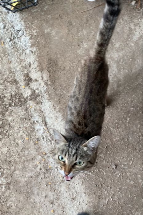 Пристраивается кошечка