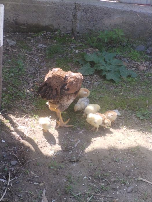 Продам квочку с цыплятами