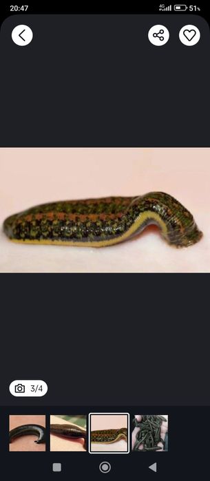 зулук бор Optom narxda