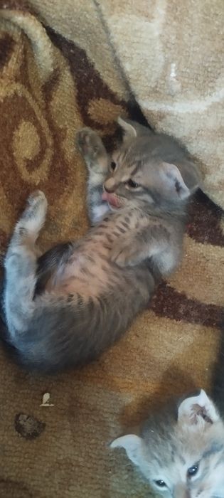 Котята красивые Шотландские