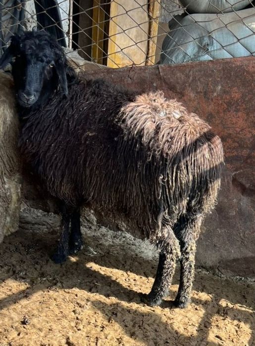 Продам баран девочки