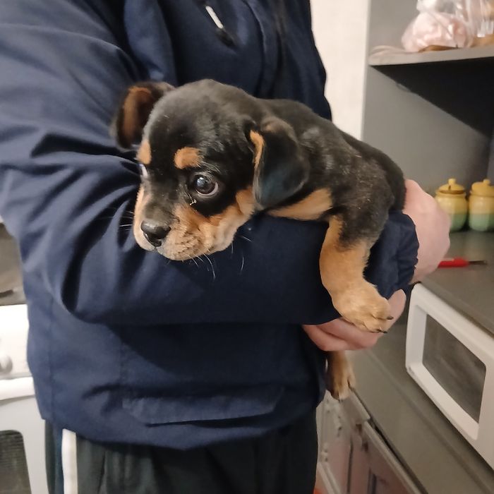 Продам щенка,кабель. Скоро 2месяца. Привиты