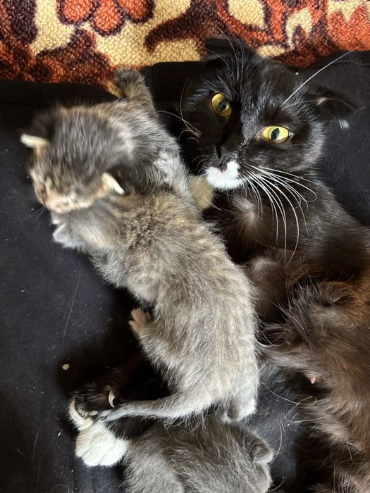 Бесплатные котята в добрые руки