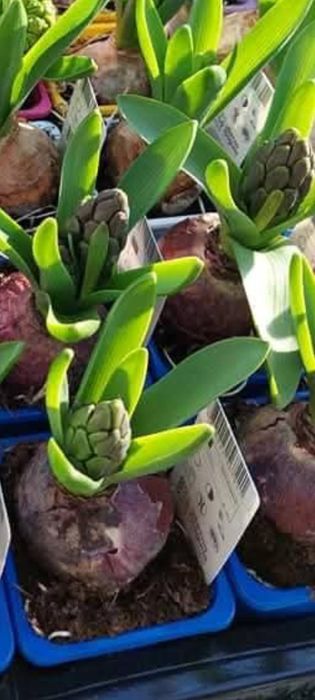 Цветя иглика циклама зюмбюл карамфил виола