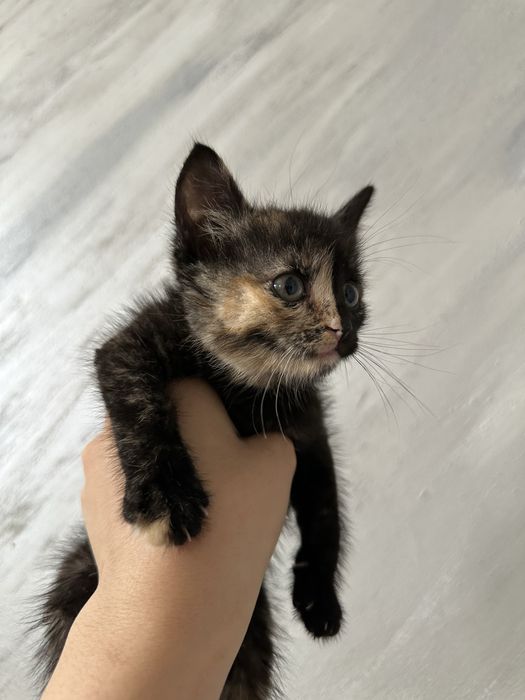 Котёнок маленький