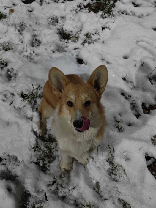 Продам Корги мальчик