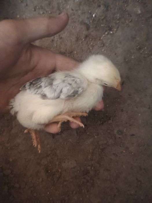 Барковский балапандары 2 апталық