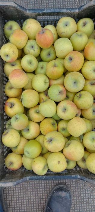 Продам яблоки оптом