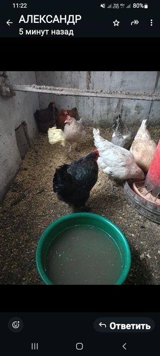 Продаем курей.  3500шт.