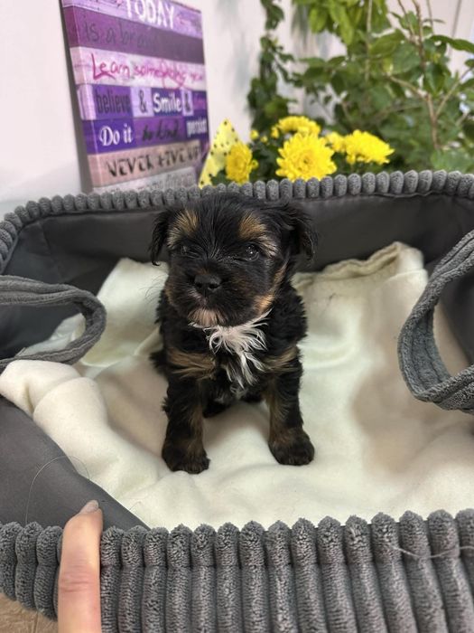 Йоркширски териер