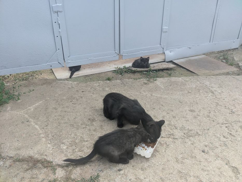 отдам 8 кошечек в добрые руки