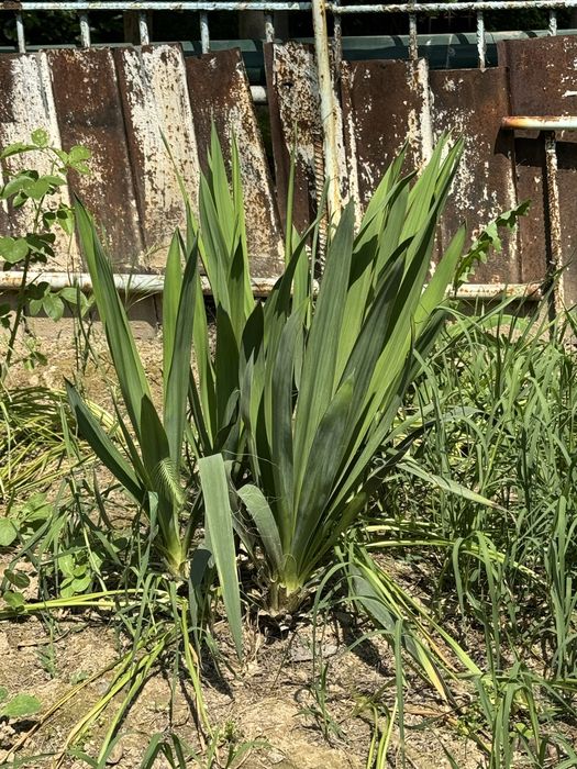 Юкка садовая ( декоративная)