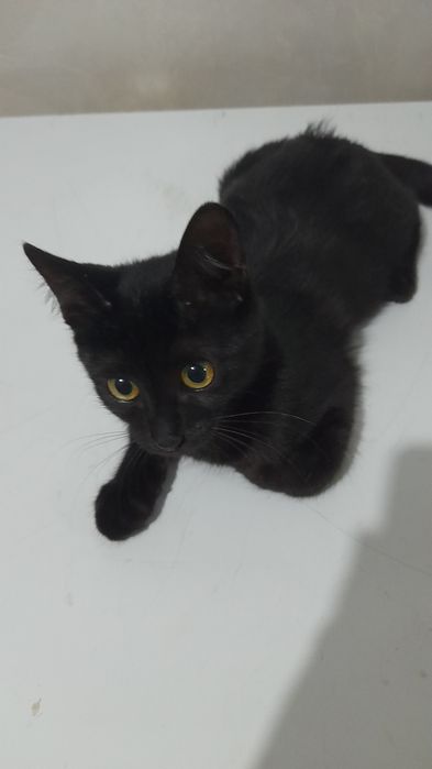 Котенок девочка в хорошие руки