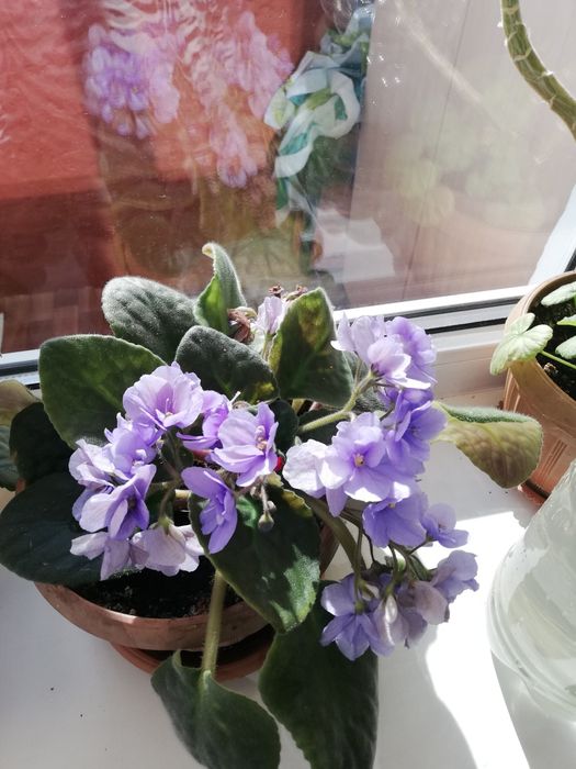 Комнатные цветы, фиалка