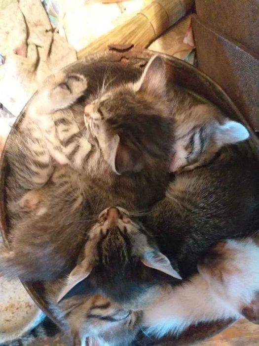 Котята в поисках друзей