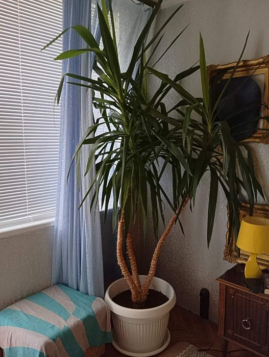 Палма Юка 2 метра 30г