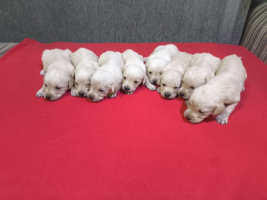 Щенки Лабрадор ретривер