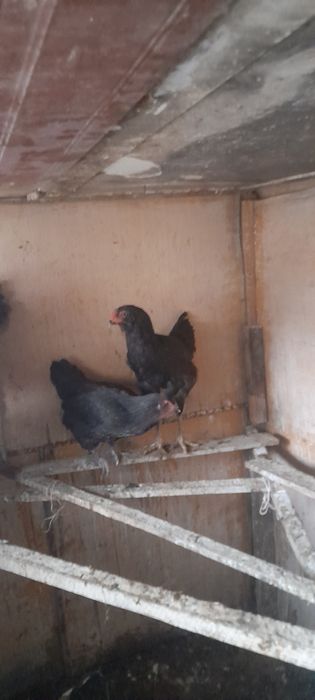 Продаём пару амераукан