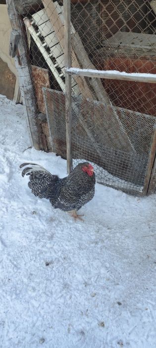 Продам петухов 8 месячные