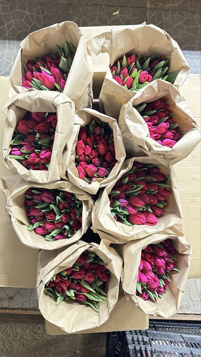 Тюльпаны Алматы. Тюльпаны из теплицы.