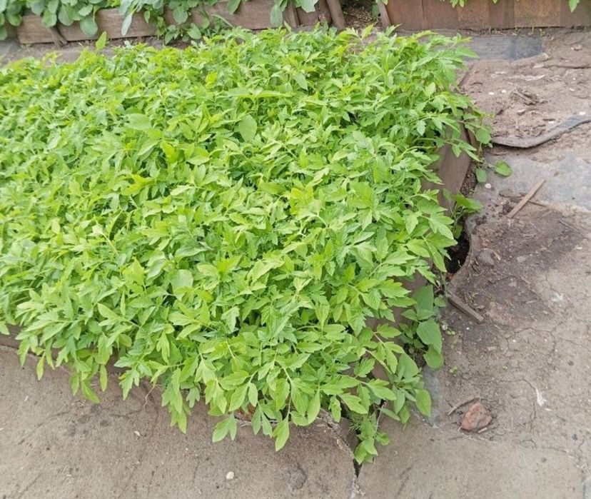 Комнатные растения