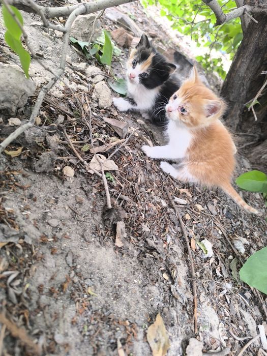 Отдам котят   ..