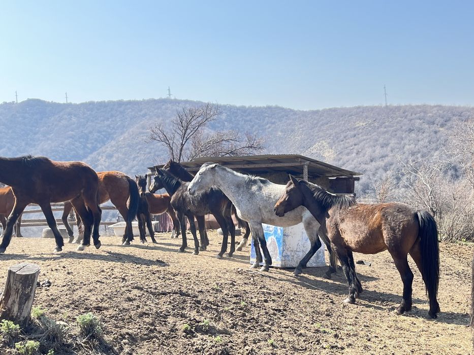 Продам лошадей