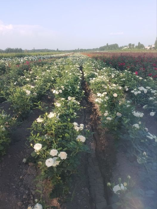 Atirgul роза канча керак болса бор