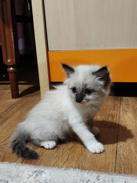 Отдаем котят в добрые руки