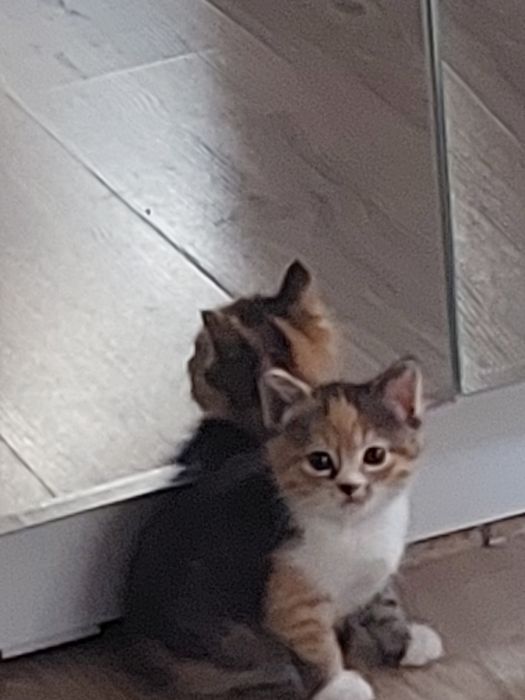 Отдаём котят в добрые руки
