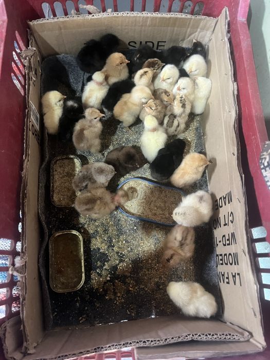Vand pui de gaina de casa si pui de bibilici Mai multe detali la numaru de telefon 0741996410