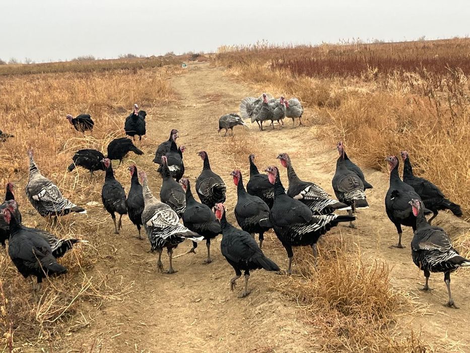 Үндік сатылады..