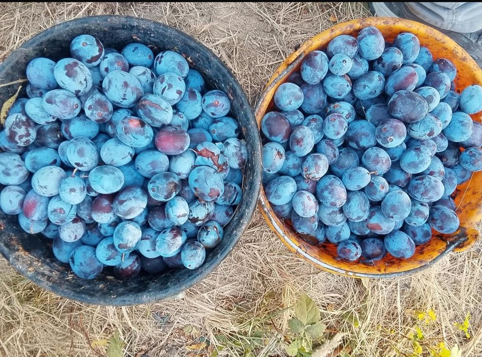 Prune AnnaSpath pentru tuica