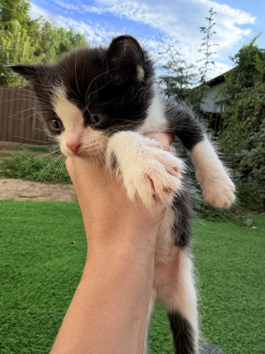 Котята мальчики и девочка в добрые руки