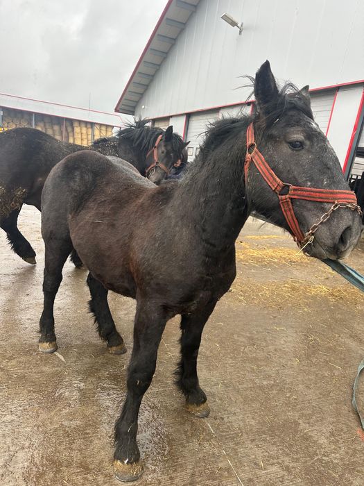 Cal de vanzare si grebla