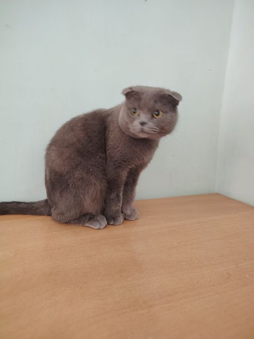 Mushugumiz ogil bola