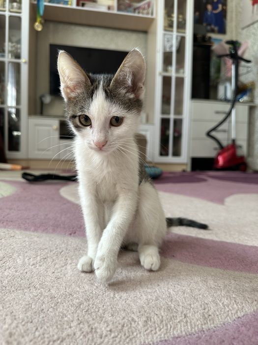 Хороши котёнок играет