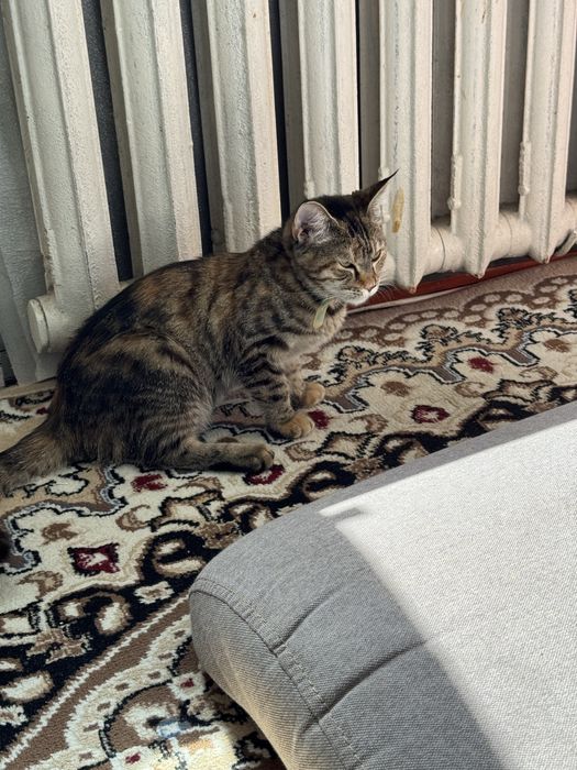 Котенок (кошка) 8 месяцев