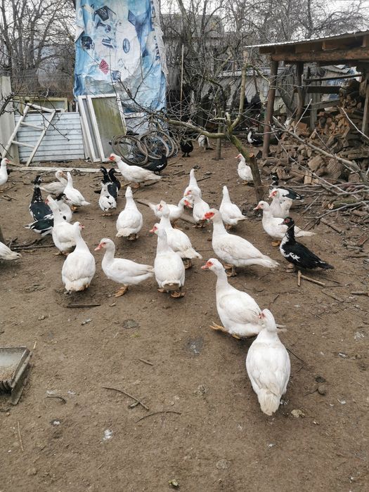 Vând rațe și cocoși