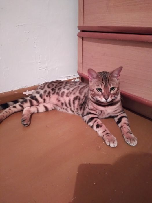Продаю Бенгальскую кошку