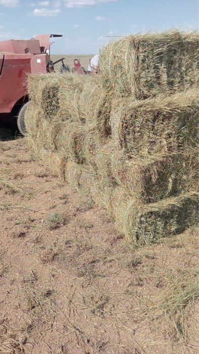 Цено,разнотравия,житняк,сабан