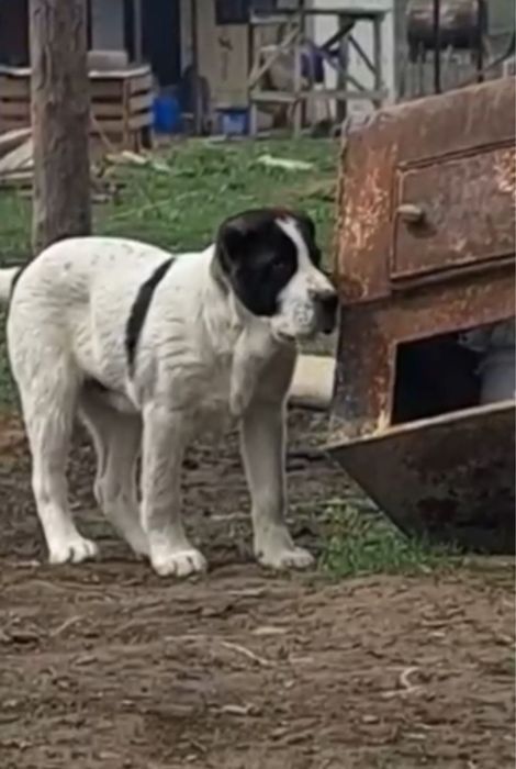 Алабай 3 айлық күшікккккуууу