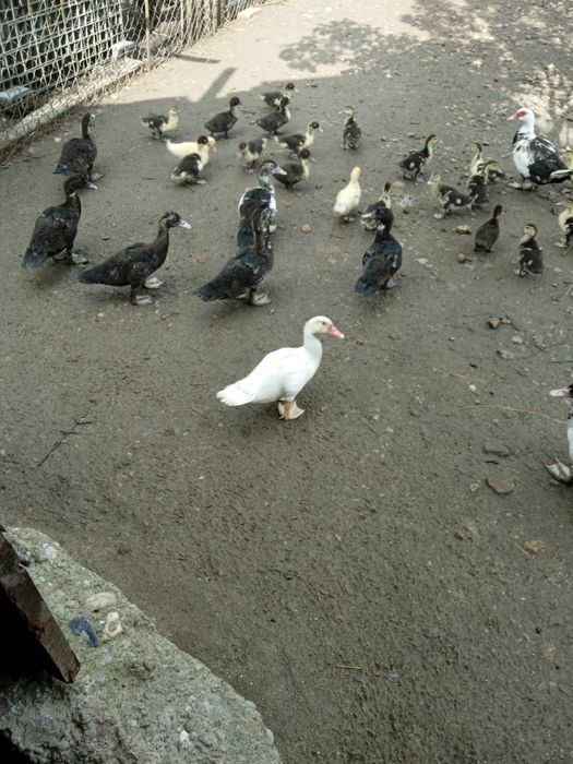 Vand rate si ratuste mute